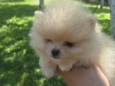 Mini pomeranijos spicai - nuotraukos Nr. 8