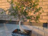 Bonsai, Kininė guoba, Chinese Elm.