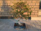 Bonsai, Kininė guoba, Chinese Elm. - nuotraukos Nr. 2