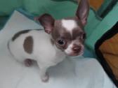 Mini Chihuahua