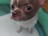 Mini Chihuahua - nuotraukos Nr. 2