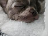Mini Chihuahua - nuotraukos Nr. 3