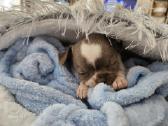 Mini Chihuahua - nuotraukos Nr. 4