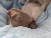 Mini Chihuahua - nuotraukos Nr. 5