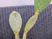 Kaktusas Opuncija opuntia vulgaris - nuotraukos Nr. 4