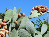 Kaktusas Opuncija opuntia vulgaris