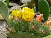 Kaktusas Opuncija opuntia vulgaris - nuotraukos Nr. 2