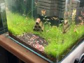 Akvariumas Dennerle 30l , LED Chihiros Wrgb30 II - nuotraukos Nr. 2