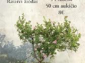 Dideli daugiamečiai augalai - nuotraukos Nr. 8