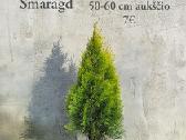 Dideli daugiamečiai augalai - nuotraukos Nr. 9