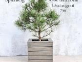 Dideli daugiamečiai augalai - nuotraukos Nr. 12