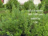 Dideli daugiamečiai augalai - nuotraukos Nr. 13