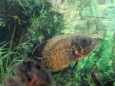 Parduodama žuvis Oskar (Astronotus ocellatus) - nuotraukos Nr. 2