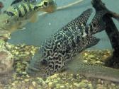 Parduodama žuvis Jaguaras (Parachromis managuensis - nuotraukos Nr. 2