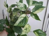Epipremnum pinnatum 'Marble Variegata' - nuotraukos Nr. 2
