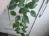Epipremnum pinnatum 'Marble Variegata' - nuotraukos Nr. 3