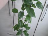 Epipremnum pinnatum 'Marble Variegata' - nuotraukos Nr. 4