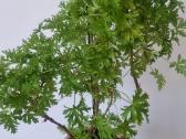 Jeronimas (kvapioji pelargonija) - nuotraukos Nr. 2