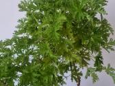 Jeronimas (kvapioji pelargonija) - nuotraukos Nr. 3