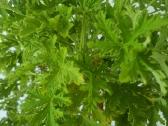 Jeronimas (kvapioji pelargonija) - nuotraukos Nr. 4