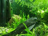 Akvariumas 60l - nuotraukos Nr. 2