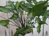 Syngonium angustatum - nuotraukos Nr. 2