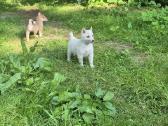 Dovanojami Vakarų Sibiro laikos šuniukai - nuotraukos Nr. 3