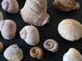 Kriauklės akvariumui - nuotraukos Nr. 4
