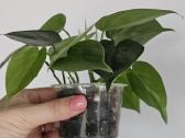 Philodendron green - nuotraukos Nr. 2