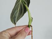 Philodendron Melanochrysum karpiniai - nuotraukos Nr. 2