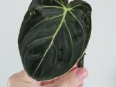 Philodendron Melanochrysum karpiniai - nuotraukos Nr. 3