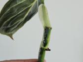 Philodendron Melanochrysum karpiniai - nuotraukos Nr. 4