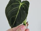 Philodendron Melanochrysum karpiniai - nuotraukos Nr. 5