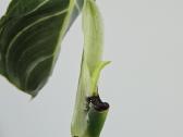 Philodendron Melanochrysum karpiniai - nuotraukos Nr. 6
