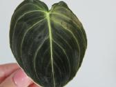 Philodendron Melanochrysum karpiniai - nuotraukos Nr. 7