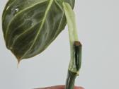 Philodendron Melanochrysum karpiniai - nuotraukos Nr. 8