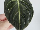 Philodendron Melanochrysum karpiniai - nuotraukos Nr. 9