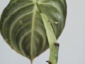 Philodendron Melanochrysum karpiniai - nuotraukos Nr. 10