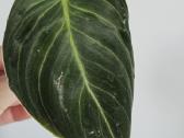 Philodendron Melanochrysum karpiniai - nuotraukos Nr. 11
