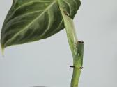 Philodendron Melanochrysum karpiniai - nuotraukos Nr. 12