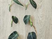 Philodendron Melanochrysum karpiniai - nuotraukos Nr. 13