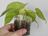 Philodendron Lemon Lime - nuotraukos Nr. 2