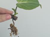 Philodendron Gloriosum mažylis - nuotraukos Nr. 2