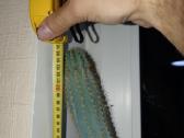Kaktusai dovanoju / free cactuses - nuotraukos Nr. 3