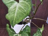 Syngonium arrow - nuotraukos Nr. 2