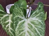 Syngonium arrow - nuotraukos Nr. 3