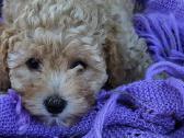 Galima rezervacija Bichoop ( bichon poodle) - nuotraukos Nr. 3