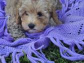 Galima rezervacija Bichoop ( bichon poodle) - nuotraukos Nr. 6