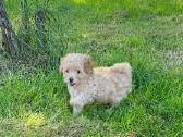 Galima rezervacija Bichoop ( bichon poodle) - nuotraukos Nr. 2