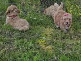 Galima rezervacija Bichoop ( bichon poodle) - nuotraukos Nr. 4